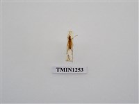 藏品(樺色細天牛)的圖片